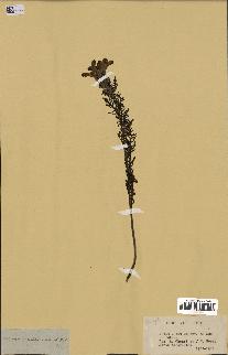spécimen de Pedicularis resupinata