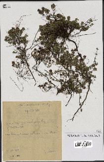spécimen de Thymus serpyllum