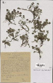 spécimen de Thymus serpyllum