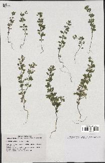 spécimen de Teucrium botrys