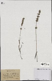 spécimen de Lavandula delphinensis