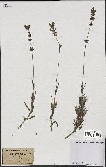 spécimen de Lavandula spica