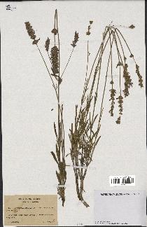 spécimen de Lavandula spica x latifolia