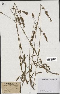 spécimen de Lavandula spica x latifolia