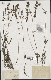 spécimen de Lavandula delphinensis