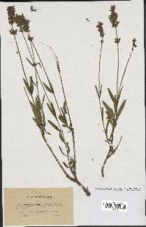 spécimen de Lavandula delphinensis