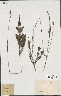 spécimen de Lavandula latifolia