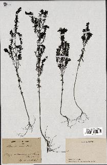 spécimen de Odontites vernus