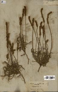 spécimen de Plantago albicans