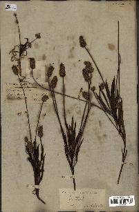 spécimen de Plantago amplexicaulis