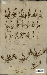 spécimen de Plantago bellardii