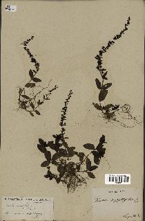 spécimen de Veronica serpyllifolia