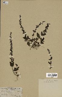 spécimen de Veronica serpyllifolia