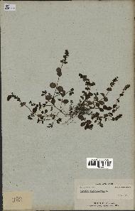 spécimen de Veronica serpyllifolia