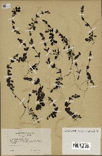 spécimen de Veronica serpyllifolia