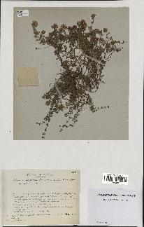 spécimen de Thymus polytrichus