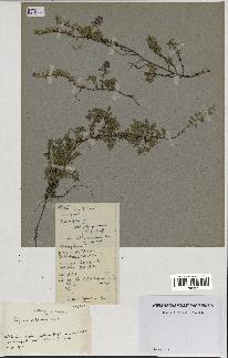 spécimen de Thymus polytrichus