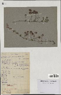 spécimen de Thymus polytrichus