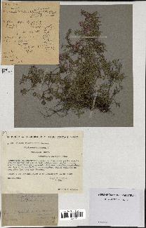 spécimen de Thymus polytrichus