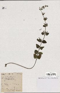 spécimen de Calamintha menthifolia