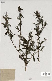 spécimen de Artemisia vulgaris