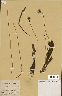 spécimen de Leontodon mesorrhynchus