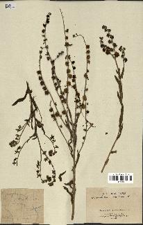 spécimen de Cynoglossum creticum