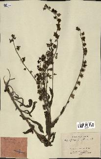 spécimen de Cynoglossum creticum