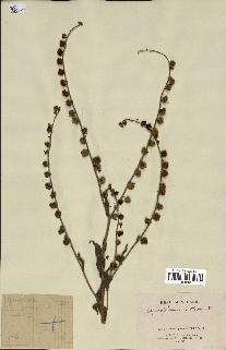 spécimen de Cynoglossum creticum