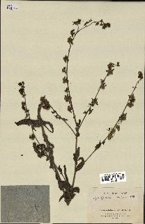 spécimen de Cynoglossum creticum