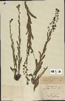 spécimen de Cynoglossum creticum