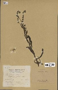 spécimen de Cynoglossum creticum