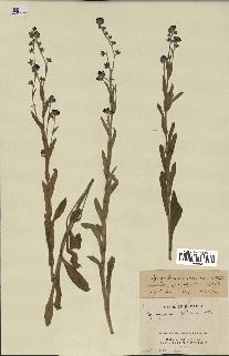 spécimen de Cynoglossum creticum