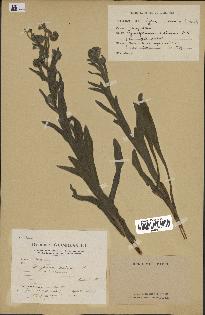 spécimen de Cynoglossum creticum