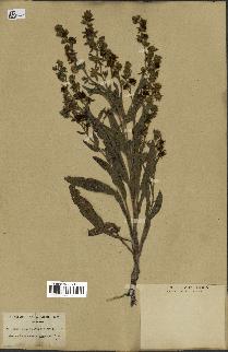 spécimen de Cynoglossum clandestinum