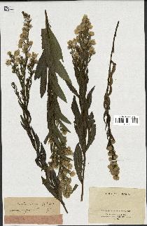 spécimen de Inula viscosa