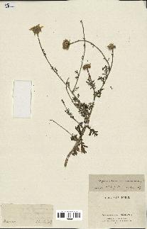 spécimen de Chrysanthemum coronarium