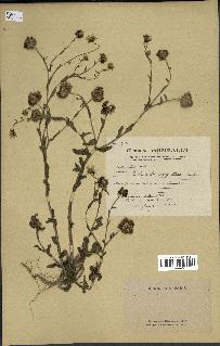 spécimen de Calendula aegyptiaca