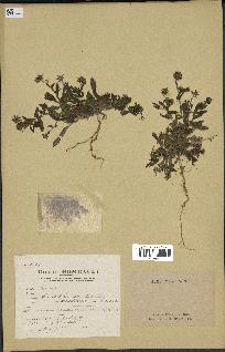 spécimen de Calendula aegyptiaca