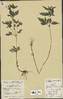 spécimen de Bidens vulgata