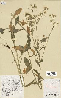 spécimen de Erigeron annuus