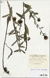 spécimen de Centaurea nigra