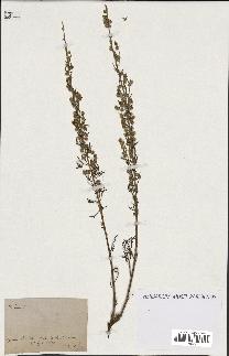 spécimen de Artemisia sp.