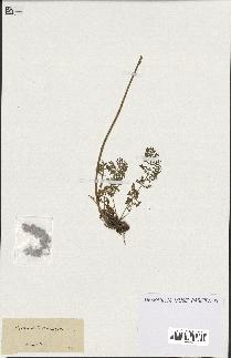 spécimen de Artemisia tanacetifolia