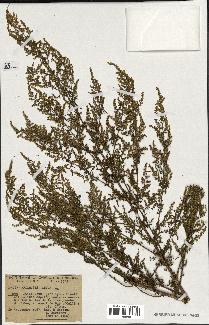 spécimen de Artemisia annua