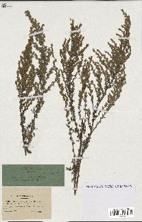 spécimen de Artemisia gallica