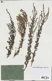 spécimen de Artemisia gallica