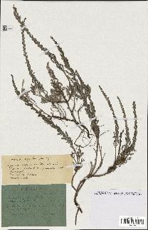 spécimen de Artemisia gallica