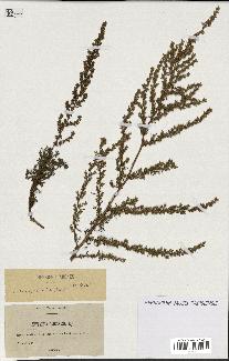 spécimen de Artemisia glutinosa