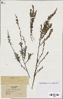 spécimen de Artemisia caerulescens